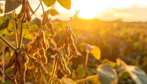 Ripe soybean seeds are still hanging on the tree and ready to be harvested in soybean farming.
