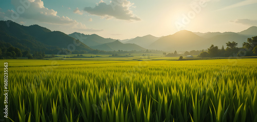 wide landscape of vast green rice fields under soft golden sunlight, cinematic composition