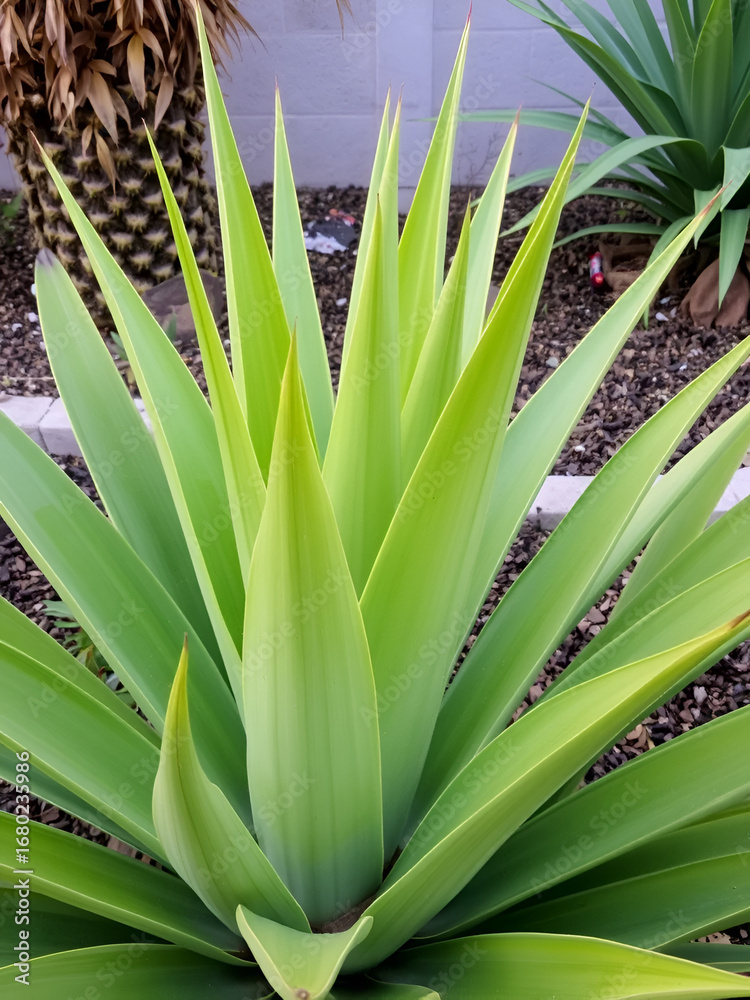 Obraz premium Green with yellow plant Agave americana Marginata