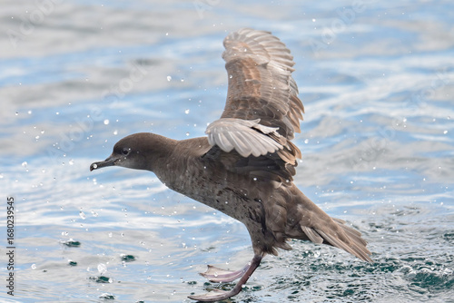 A Short-tailed Shearwater (Ardenna tenuirostris) lands on the waters of Resurrection Bay, Alaska.