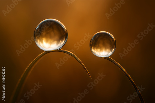 Two glistening water droplets perched delicately on blades of grass in warm light