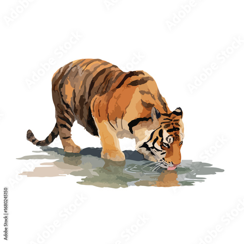 Striking Tiger Bending Down to Drink Water with Tongue Visible