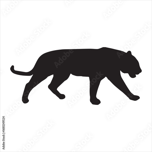 Tiger silhouette stalking prey on white background, strength and focus