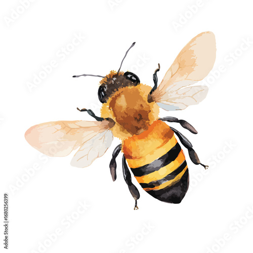 Watercolor Honeybee with Detailed Wings and Striped Abdomen in Flight