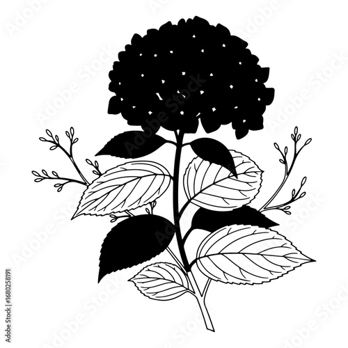 Artistic shapes of hydrangea flowers in clean vector style for botanical layouts, fashion sketches or print use, suitable for use in wedding logos or tags.