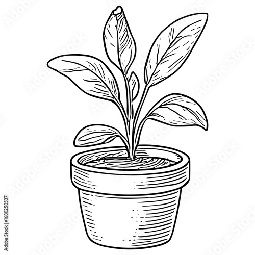 Potted Seedling