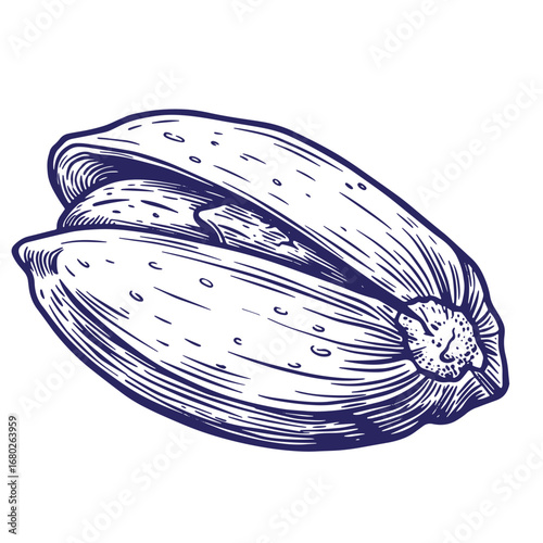 Artistic hand drawn illustration of a seed in a natural engraved vintage style