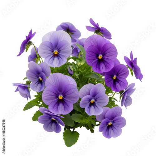 flowers on white background