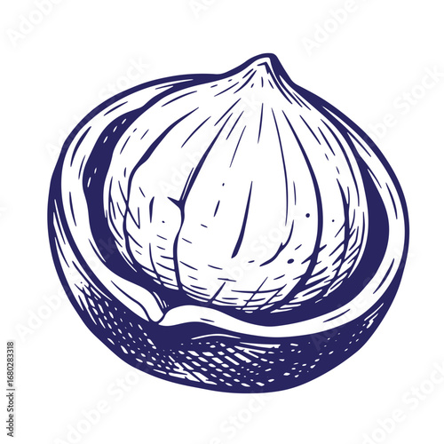 Hand drawn ink illustration of a fresh fig fruit isolated on a white background