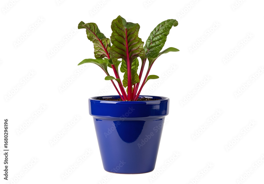 Obraz premium A vibrant young plant of beetroot, displayed in a glossy cobalt blue pot, against a striking black backdrop.