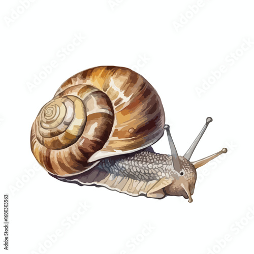 Detailed vector illustration of a snail with a brown shell and extended antennae