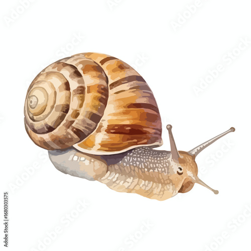 Detailed vector illustration of a snail with a striped shell and extended antennae