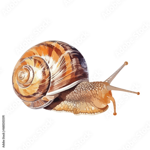 Detailed vector illustration of a snail with a striped shell and extended antennae (1)