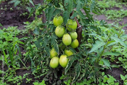 Fotografía A tomato plant with clusters of unripe green fruits growing in the open ground
