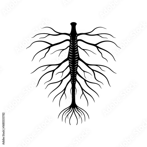 spinal cord with branching nerves  intricate  comp
