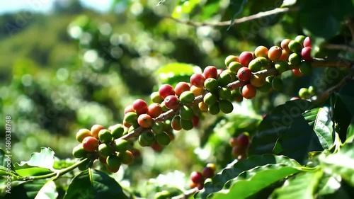 Sun Drenched Coffee Plantation Featuring Vibrant Green Leaves and Clusters of Colorful Coffee Cherries Ranging From Green to Red in a Lush Blurred Backdrop on a Sunny Day