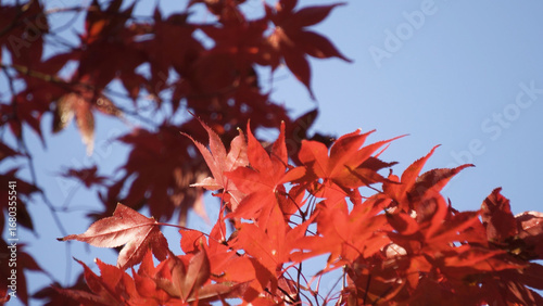 高野山（紅葉,自然,4K）