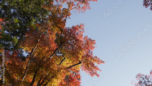 高野山（紅葉,自然,4K）
