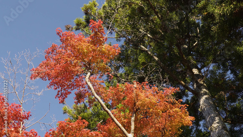 高野山（紅葉,自然,4K）