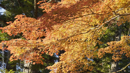 高野山（紅葉,自然,4K）