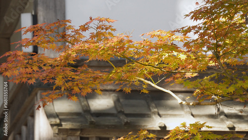 高野山（紅葉,自然,4K）