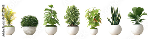 Assorted small potted plants in white pots (1)