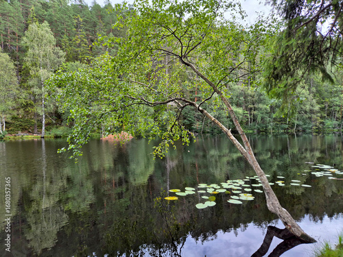 Canvas Print Lake