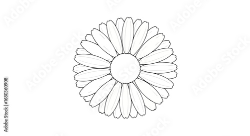 Elegant monochrome daisy blossom illustration, with meticulously outlined petals creating a delicate floral composition against a clean white