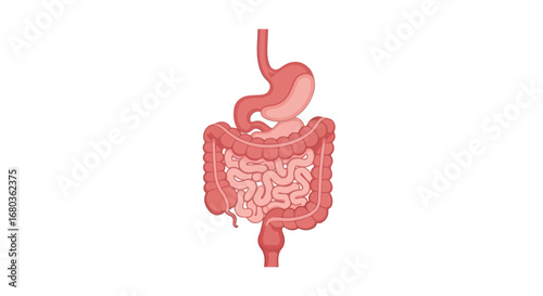 Human digestive system illustration showcasing the stomach and intestinal tract, emphasizing gastrointestinal health