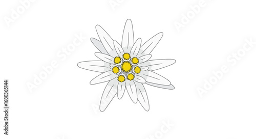 Edelweiss flower illustration, depicting pristine white petals and a golden center against a clean white backdrop, embodying purity and alpine beauty