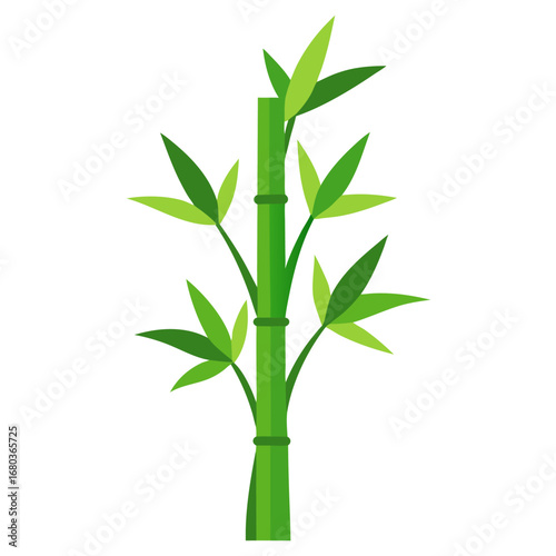 Lush green bamboo plant with tall stalks and leaves vector on white background.