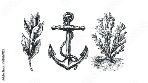 Nautical anchor with rope and botanical elements. Vector hand drawn illustration