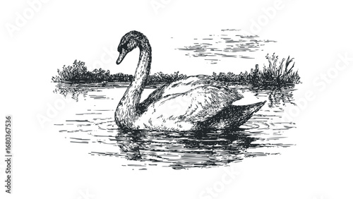 Sketch of a Swan Gliding Gracefully on Wavy Water Amidst Reeds. Vector hand drawn illustration