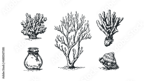 Collection of Vintage Nautical Marine Life and Container Sketches. Vector hand drawn illustration