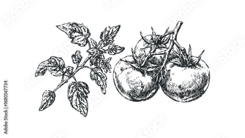 Sketch of ripe tomatoes on the vine with leaves. Vector hand drawn illustration