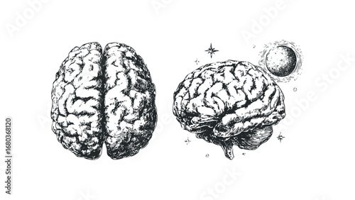 Two detailed ink drawings of human brains on a white background. Vector hand drawn illustration