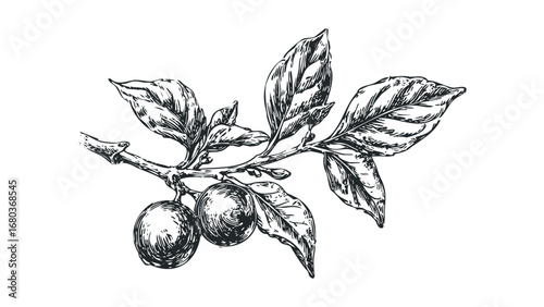 Vintage botanical sketch of plum fruit on a branch with leaves. Vector hand drawn illustration