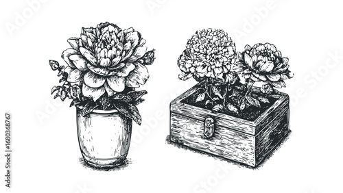 Potted Blooms Drawn in a Classic Sketch Style. Vector hand drawn illustration