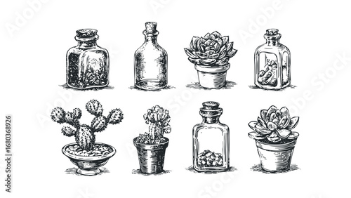 Sketch of Potted Succulents and Cacti in Glass Bottles on White. Vector hand drawn illustration