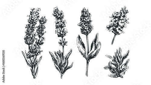 Set of hand-drawn lavender sprigs and leaves for design. Vector hand drawn illustration