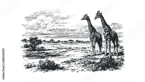 Two giraffes stand in a grassy savanna landscape with scattered trees under a cloudy sky. Vector hand drawn illustration