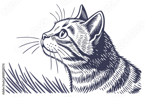 Artistic Ink Illustration of American Shorthair Cat
