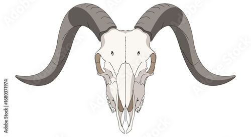 Illustrated Ram Skull with Curved Horns: A Symbolic Representation of Strength and Resilience in Nature animal drawing 3D render skull isolated