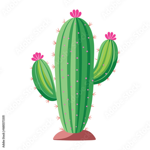 cactus isolated on white background