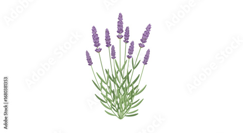 Aromatic Lavender Arrangement: Elegant Illustration of Purple Blossoms and Green Foliage on a White Background