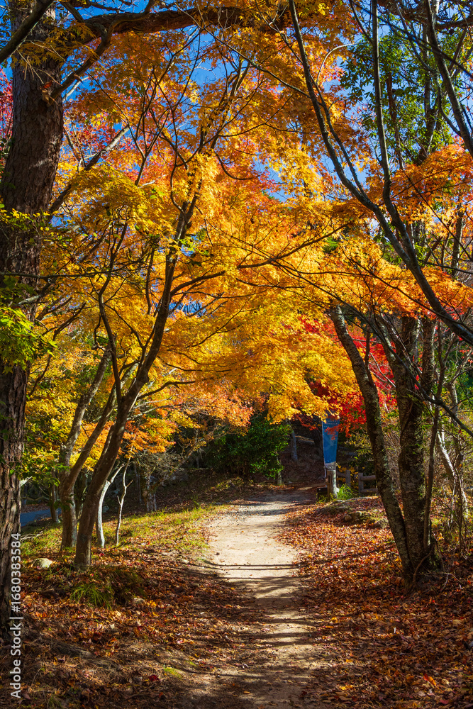 Naklejka premium 日本の風景・秋 香川県小豆島 紅葉の寒霞渓