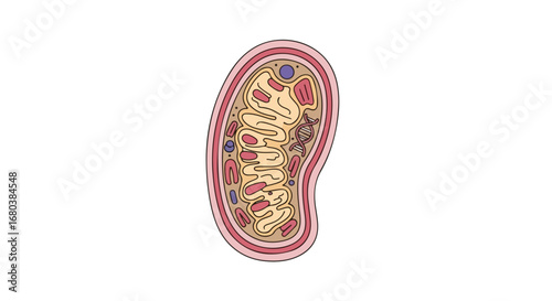Mitochondrion illustration exhibiting cellular organelle for scientific publication and study depiction anatomy human body cell detailed