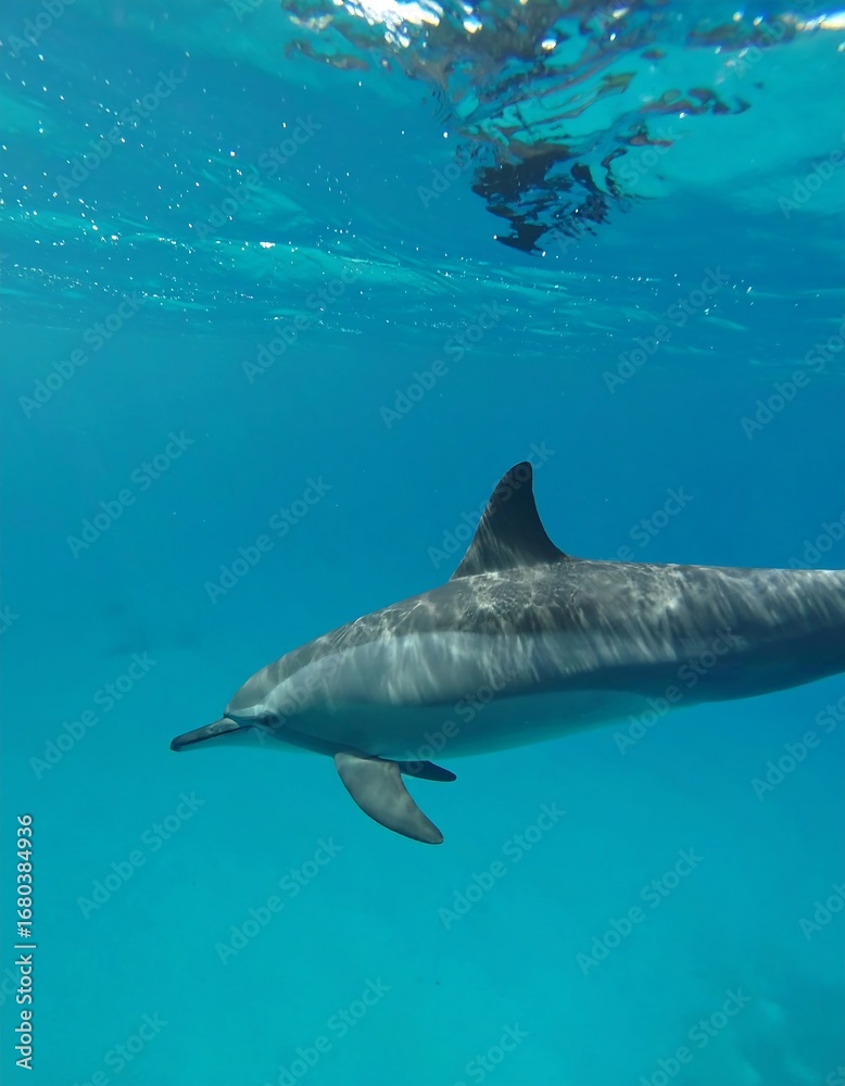Fototapeta premium Dolphin in clear blue water