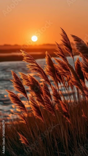 Sunset over water with tall grass illuminated by warm light creating calm peaceful nature landscape scene serene and calming atmosphere
