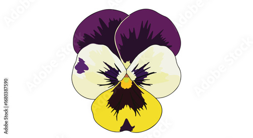 Graphic illustration of a pansy flower in bloom with vibrant yellow purple and cream petals on a white backdrop presenting floral beauty
